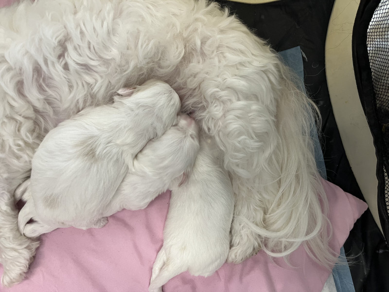 Coton de Tulear - CHIOTS FEMELLES COTON ELEVAGE FAMILIAL