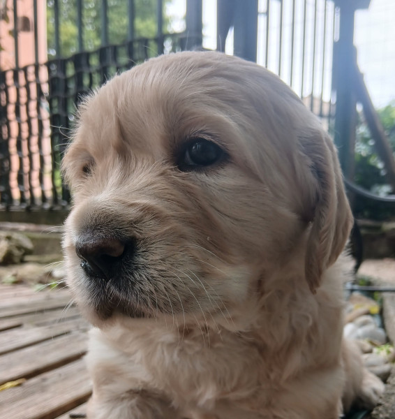 Golden Retriever - Petite femelle Golden Retriever LOF disponible à la réservation