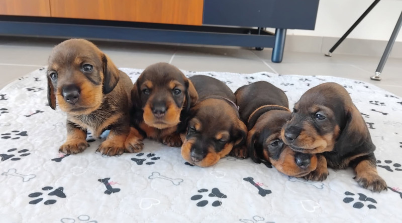 Teckel poil dur - Chiots teckels à poil dur nains
