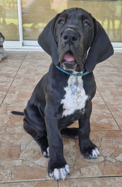 Dogue allemand - Chiots Dogue Allemand - La Vallée de la Soule
