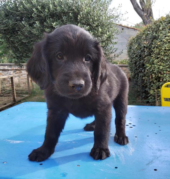 Flat Coated Retriever - Chiots à flat coated retriever LOF à réserver
