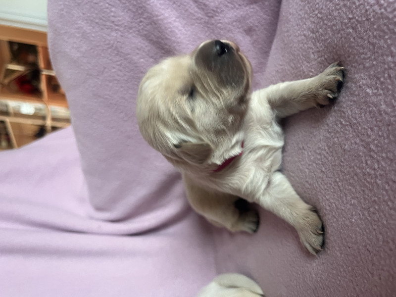 Golden Retriever - Chiot Golden Retriever LOF