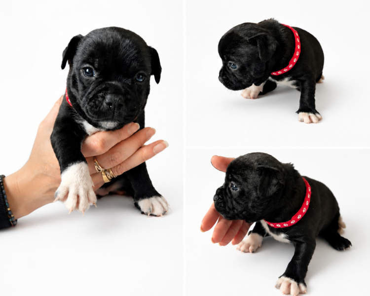 Staffordshire Bull Terrier - ?Chiots Staffie LOF ? 6 chiots issus de lignée primée? - 131934
