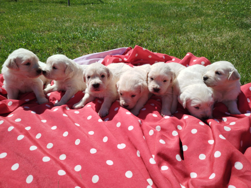 Golden Retriever - Golden retriever chiots