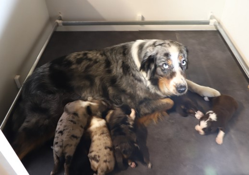 Berger Australien - BERGER AUSTRALIEN  CHIOTS DISPONIBLES DANS le DEUX-SEVRES (79)