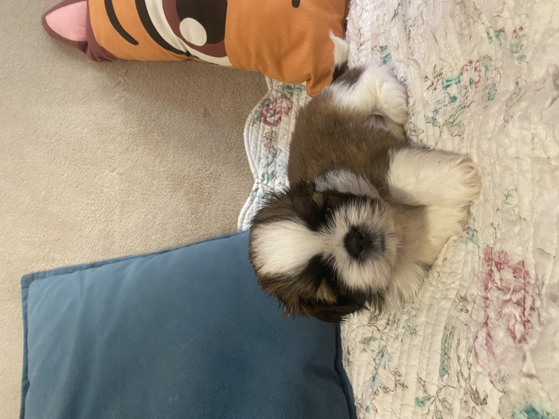 Shih Tzu - bébés Shih Tzu