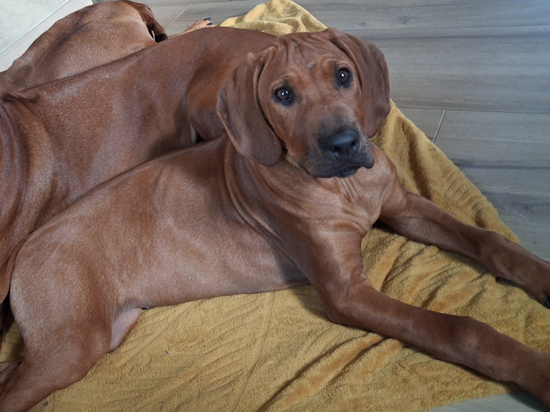 Rhodesian Ridgeback - Très beau chiot Mâle Rhodesian Ridgeback