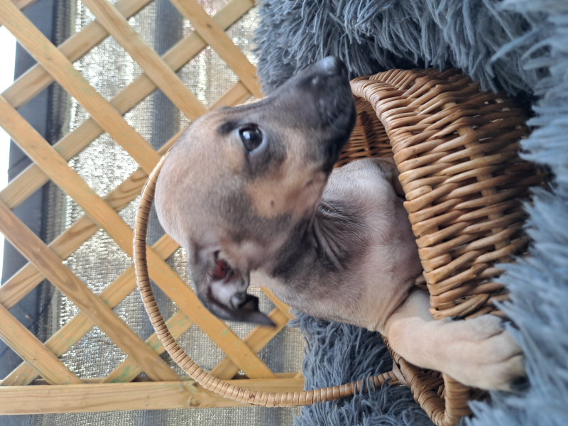 Petit Levrier Italien - Femelle Petit Lévrier Italien