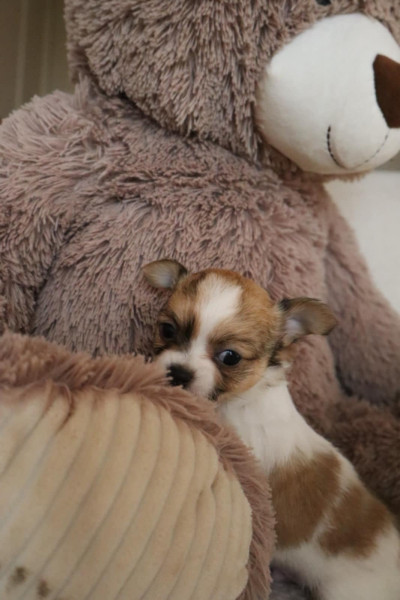 Chihuahua - chiots chihuahua - Du Domaine Des Petites Splendeurs