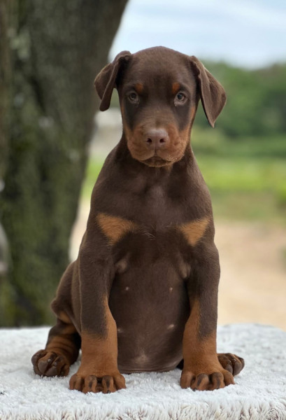 Dobermann - Doberman - Les terres du sud
