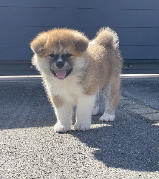 Akita - Chiots Akita Inu - Disponible