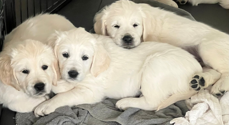 Golden Retriever - 7 chiots Golden Retriever - DES ROBES DOREES