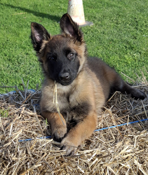 Berger Belge - Berger belge tervueren - Du Clos Charmoissy