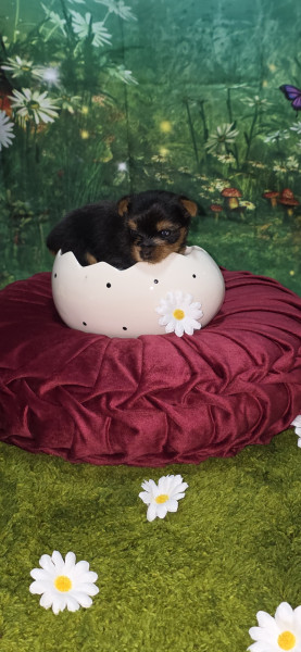 Yorkshire Terrier - A réserver un chiot mâle yorkshire terrier inscrit au LOF - De la réserve des anges