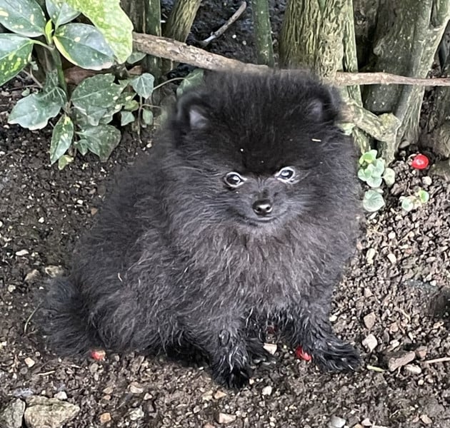 Spitz allemand - Chiot mâle spitz nains - Luciole au clair de lune
