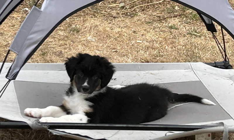 Chiot Berger Américain Miniature
