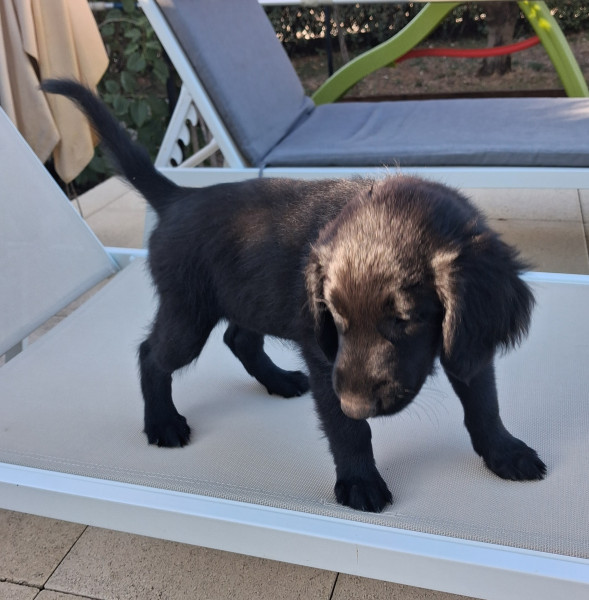 Flat Coated Retriever - Chiot femelle flat coated retriever LOF à réserver