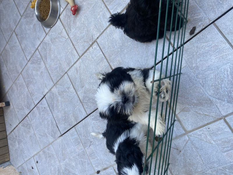 Shih Tzu - bébés Shih Tzu