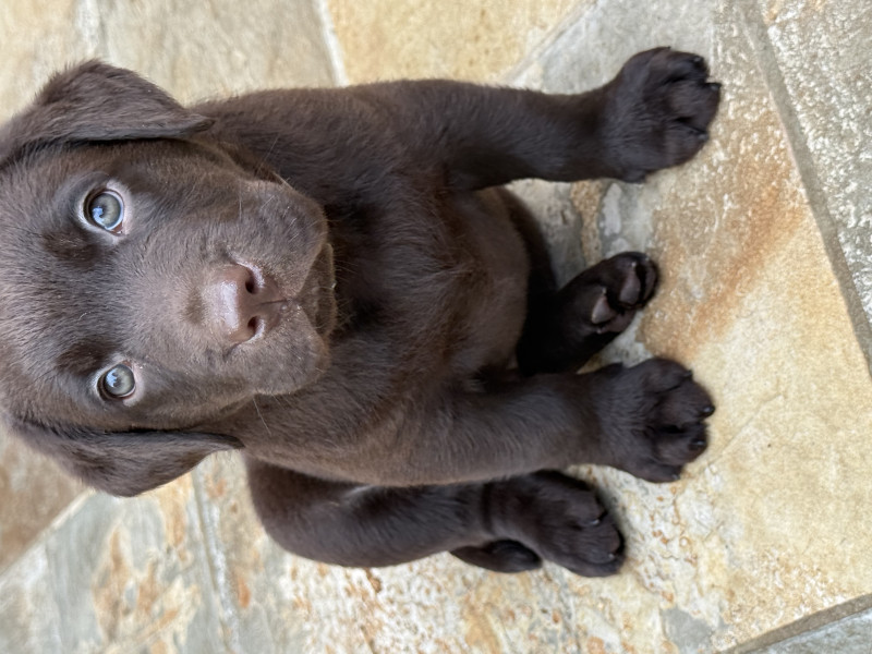 Labrador Retriever - chiots labrador chocolat - les délices de Praline