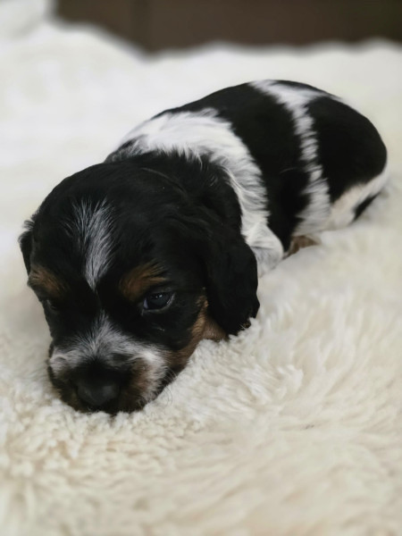 Epagneul Breton - chiot épagneul breton - domaine des aigles