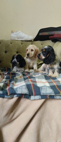 Cocker Spaniel Anglais - Chiots Cocker Anglais