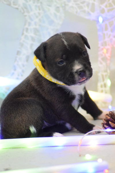 Staffordshire Bull Terrier - Chiot staffie - Of passion Amstaff