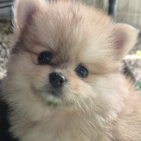 Chiot Spitz allemand