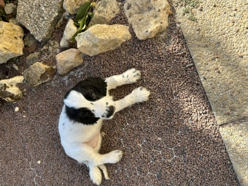 Cocker Spaniel Anglais - magnifique cocker anglais lof disponible