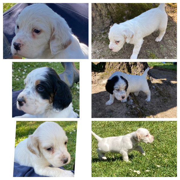 Setter Anglais - A réserver chiots Setter Anglais LOF