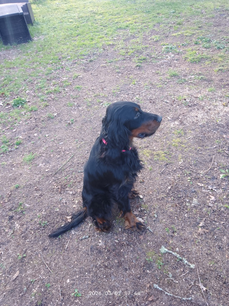 Setter Gordon - setter gordon