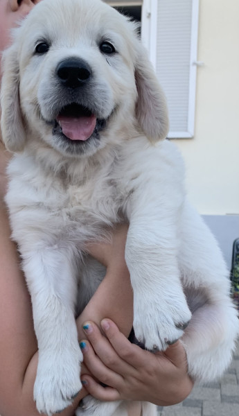 Golden Retriever - Chiots golden retriever