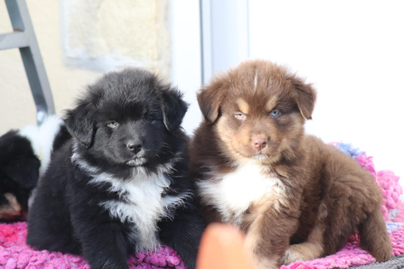 Berger Australien - chiots bergers australien - of crystal june