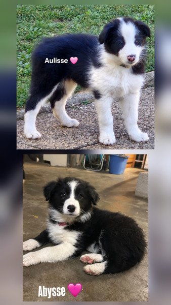 Border Collie - Chiots border-collie