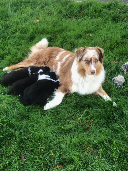 Berger Australien - Chiot berger australien LOF