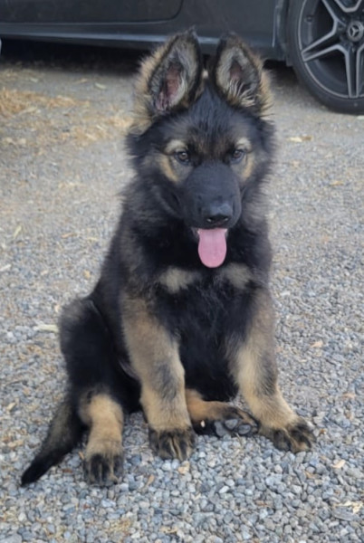 Berger Allemand Poil Long - Magnifiques chiots Bergers allemands à dos droit .A.S (à Bordeaux) - Du Val des Loups de Steinbrucker