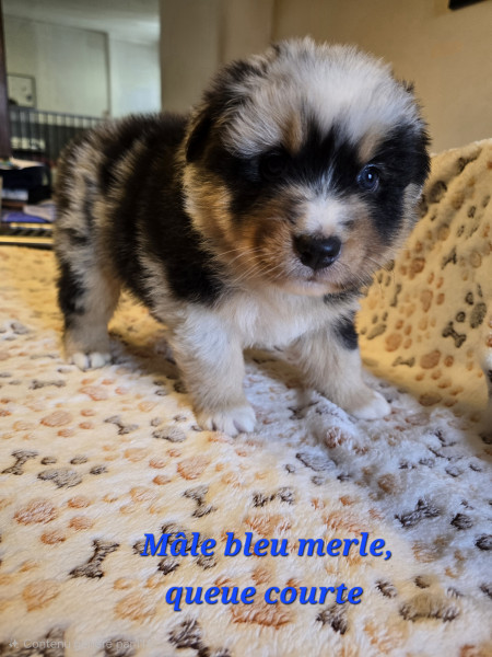 Berger Australien - Chiot Berger Australien Lof - Elevage de la rivière aux pierres