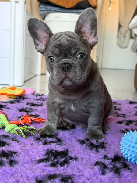 Bouledogue français - Bouledogue Français exotique - Bullzattitude