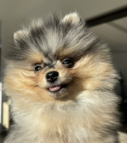 Spitz allemand - Spitz nain Pomeranian - Comtesse de Pemberley