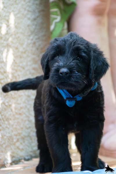 Chiot Schnauzer Geant