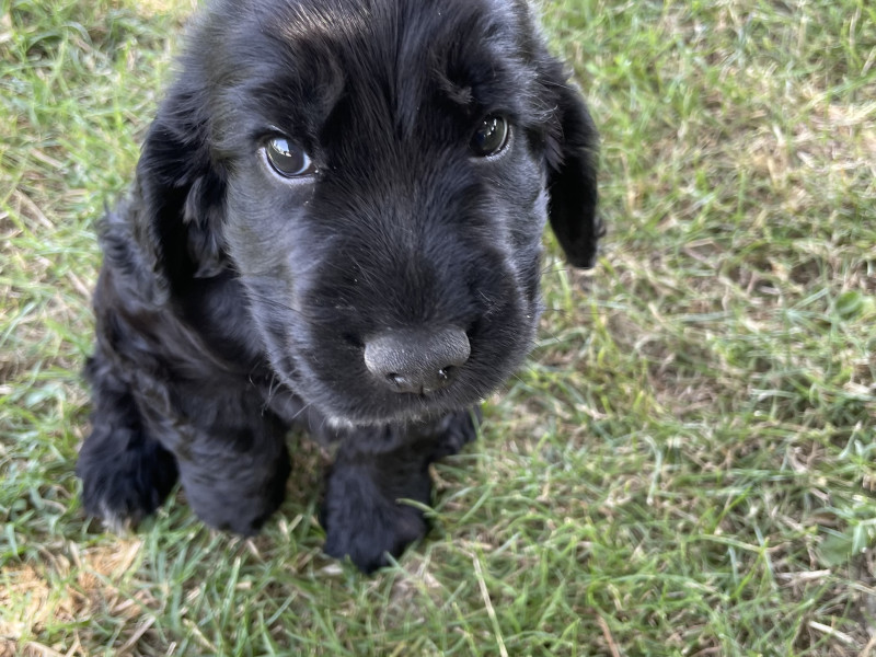 Cocker Spaniel Anglais - Mâles cocker spaniel anglais
