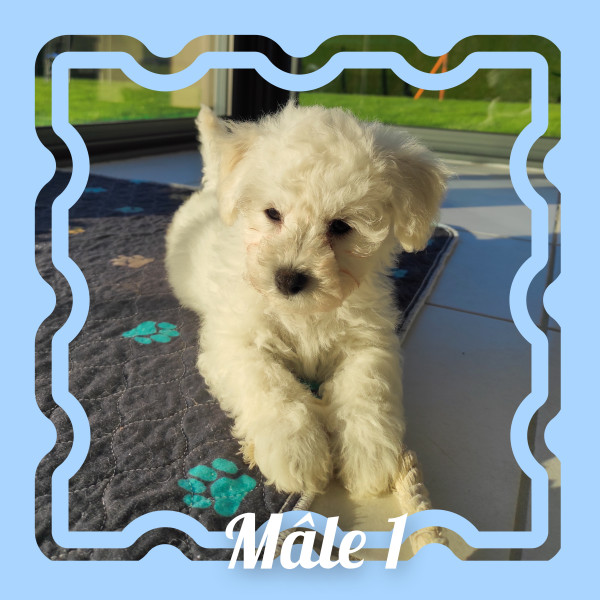 Bichon Frise - Chiots bichon frisé LOF disponible