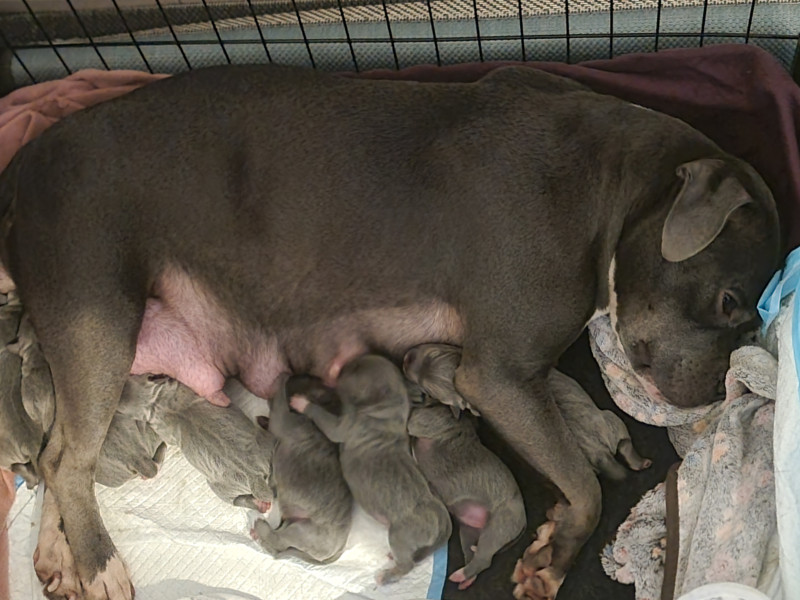 Staffordshire Bull Terrier - Staffie