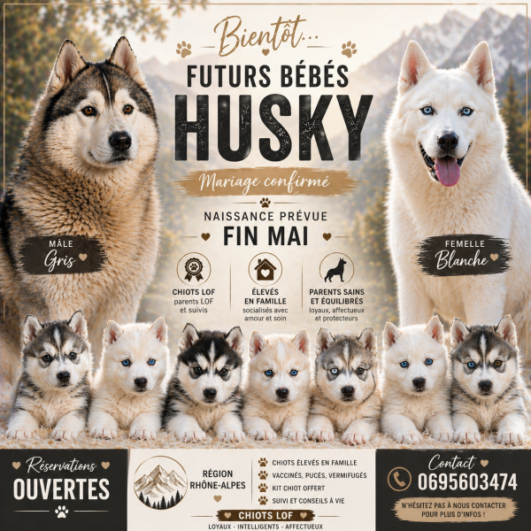 Siberian Husky - Husky lof