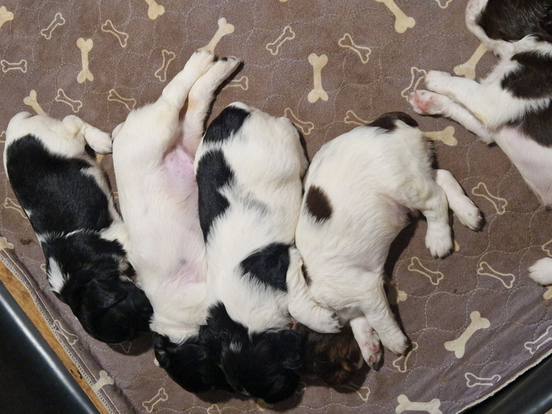 Chiot English Springer Spaniel