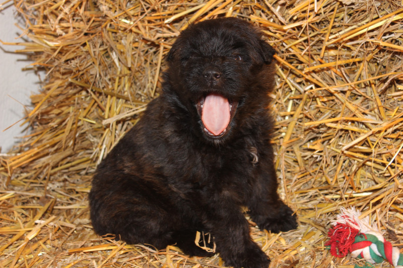 Bouvier des Flandres - Chiots Bouvier des Flandres - de la vallée de la Lacquette