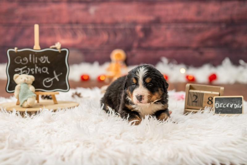 Bouvier Bernois - Magnifique portée de bouvier bernois LOF