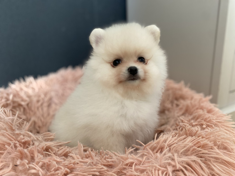 Spitz allemand - Chiots spitz Lof
