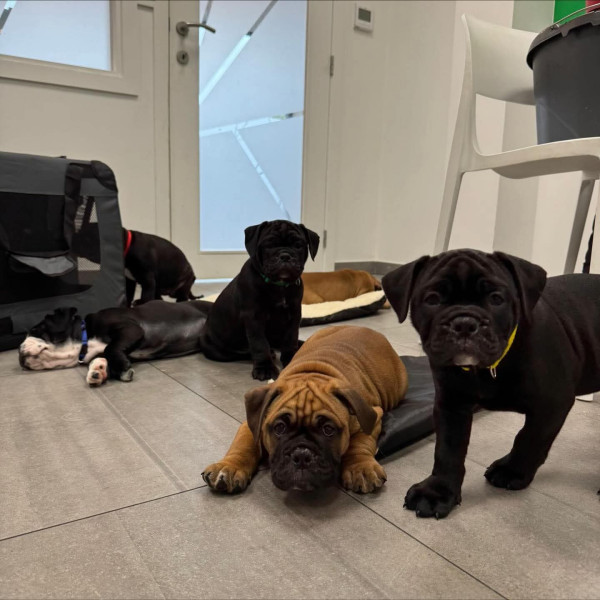 Bulldog continental - Portée bulldog continental