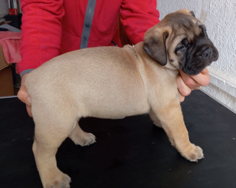 Bullmastiff - Chiots bullmastiff - Lys