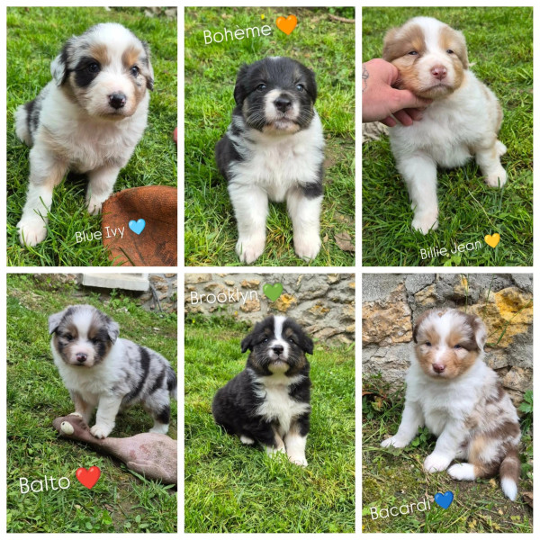 Berger Australien - Chiots Bergers Australiens LOF - En cours d'attribution